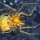 Know Your Grassland Invertebrates: The Cobweb Spiders